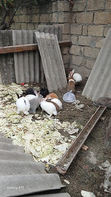 oranda balığı: Satılır real alıcı ilə razılaşmaq olar hamsi satılır ! — 4