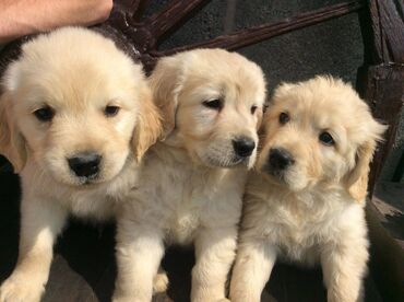 Εξαιρετικά κουτάβια Golden Retriever για δωρεάν υιοθεσία Δεν είμαστε