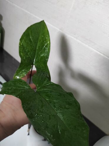 Отдам даром: Отдам за каждый срез растения 2 кг сахара — 9