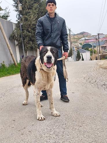 bakıda it satışı: Alabay, 4 il, Erkək, Cütləşmə üçün, Rayonlara çatdırılma — 1