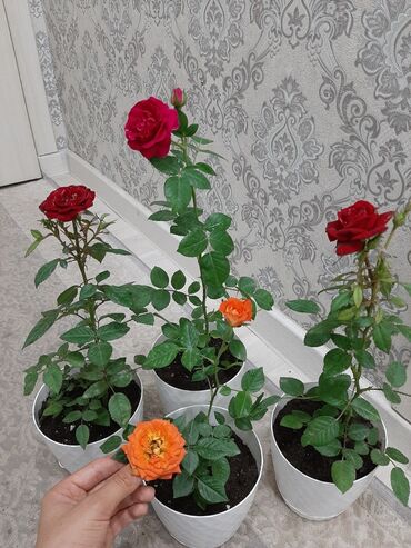 Розы: Роза, комнатные цветы можно также в сад, бутонов много цена за