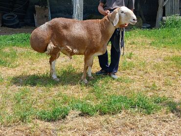 романовская порода овец купить: Продаю | | Арашан | Для разведения | Племенные