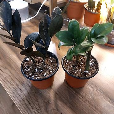 долларовое: Замиокулькас (ZZ plant) в горшках,сорт Зэнзи и сорт Raven (черный) — 2