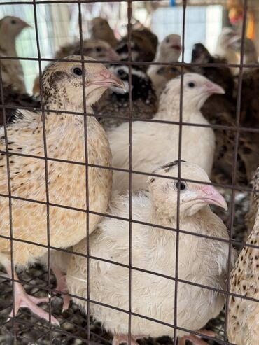 бее сатылат: Продам перепелок