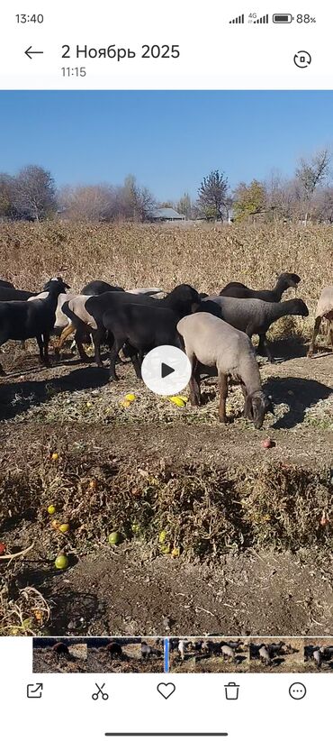 продажа щенков немецкой овчарки с документами в бишкеке: Продаю | Овца (самка), Баран (самец) | На забой | Кастрированные