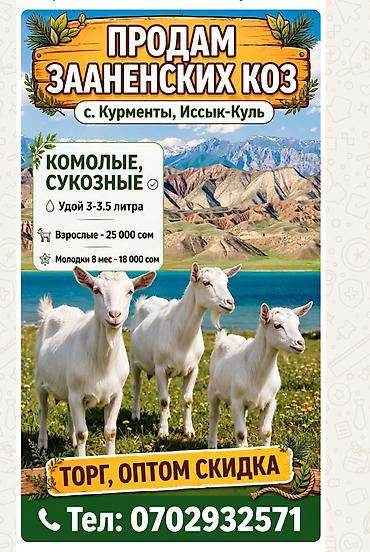 ph down: Продаю | Козёл (самец) | Зааненская | Для молока | Котные — 1