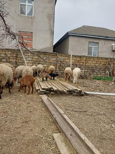 Qoyunlar, qoçlar: Razılaşma yolu ilə çox təcili satılır.balalı balasız fərq etmir — 2