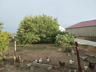 sumqayıt ev: 8 sot, Tikinti, Makler, Kupça (Çıxarış) — 3