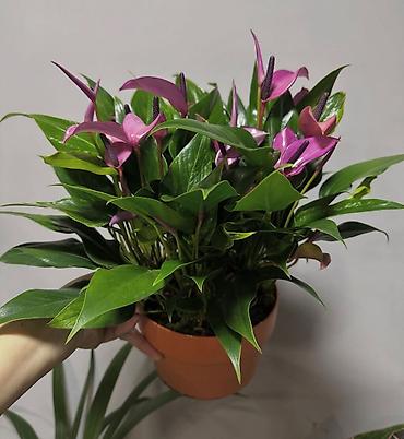 молочай цветок: Антуриум (Anthurium) в горшке - Компактный куст с плотной глянцевой — 1