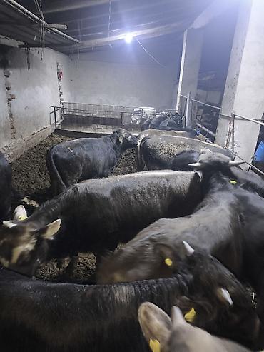 Коровы, быки: Продаю | Бык (самец) — 8