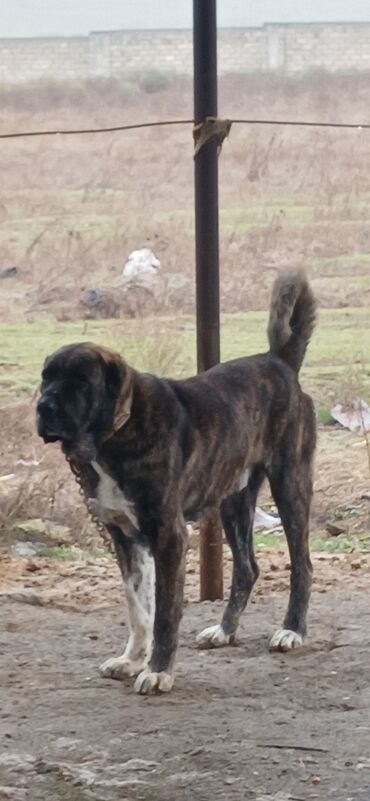 İtlər: Qurdbasar, 3 il, Erkek, Peyvəndli, Ödənişli çatdırılma — 2