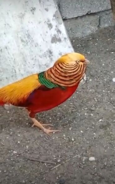 Digər quşlar: Esil Qafqaz qirqovulu tek xoruz 200azn unvan Gence basqa nov — 4