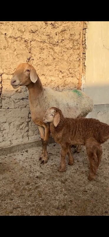 Qoyunlar, qoçlar: Qoyun ana bala ilə - Növ: Yerli cins quzu ilə ana qoyun - Ana -da lalafo.az — 4 Qoyunlar, qoçlar: Qoyun ana bala ilə - Növ: Yerli cins quzu ilə ana qoyun - Ana — 4