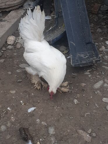 Xoruzlar: Yaponka xoruz 8 alıqdı aktiv sağlam xoruzdu təkdi — 5