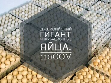 инкубатор норма лупер: Продаю | Инкубационные яйца | На забой, Для разведения, Несушки
