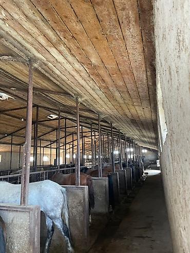 Лошади, кони: Продаю | Кобыла (самка), Конь (самец), Жеребец | На забой | Мерин — 5