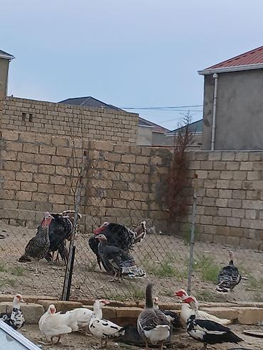 ucuz toyuq satisi: Salam öz qapımın 6 7 aylığ sağlam hinduşkalarıdır maşallah olsun — 2