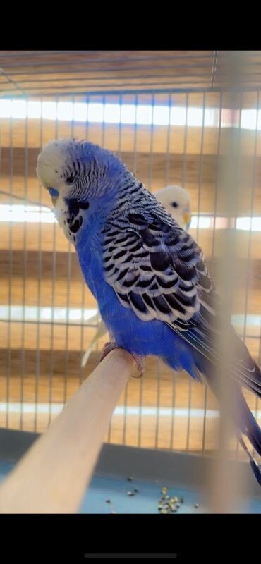 İnformatika: Mavi rəngli, qara naxışlı lələkləri olan budgerigar. Bu növ tutuquşu