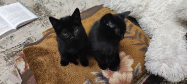 домик для животных: Домашними Котята.Котята черного цвета приносят Удачу и Защиту в Ваш