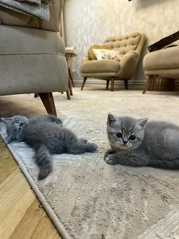 pers pişiyi: Şotland yastı qulaq — 9