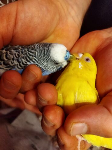 Tutuquşları: Məhəbbət quşları satilir cüt əl quslari bala verməyə meili təcili — 1