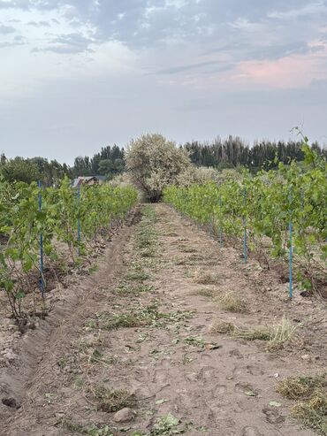 Продажа участков: 230 соток — 2