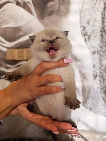 Pişiklər: Britan — 1