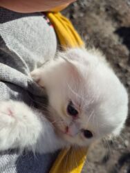 pişik sahiblendirmek: Британская вислоухая, Самка, В добрые руки, Самовывоз