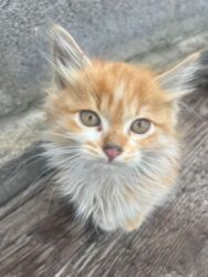 рыжий вислоухий кот купить: Котенок Очаровательные пушистые котята классических окрасов: - рыжий