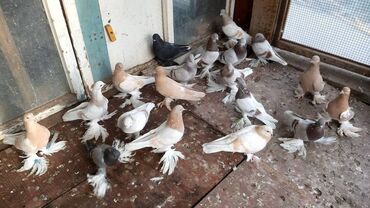 объявления о найденных животных: Павлины пара 1000 сом. Тасманы от 500 - 1500 штука