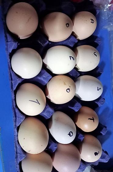 toyuq məhsulları: Avstroloq toyuqlarından yumurtalar - Cins: Ayam Cemani (tam qara — 1