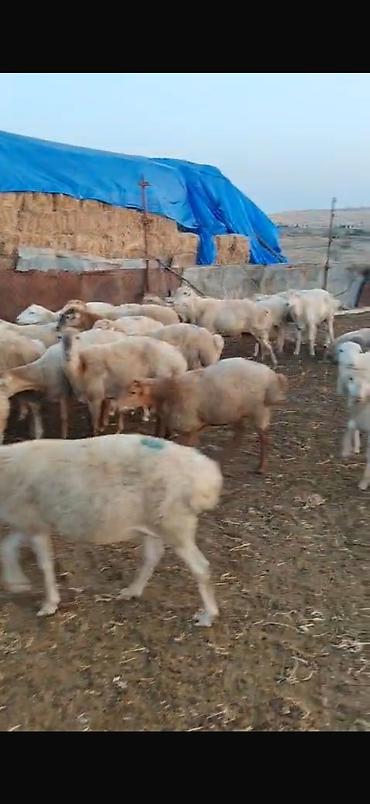 qoyun yanıbala: 🐑 210 baş qoyun, quzu və keçi satılır Ümumi 210 başdır. İçərisində — 5
