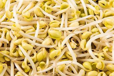 Полуфабрикаты: Ассортимент национальных продуктов и полуфабрикатов: - Лапша/фунчоза — 8