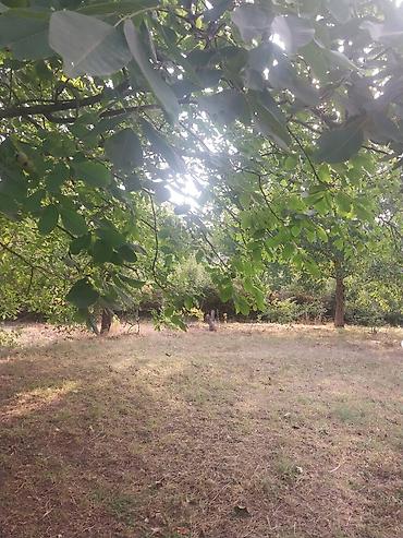 Torpaq sahələrinin satışı: 25 sot — 10