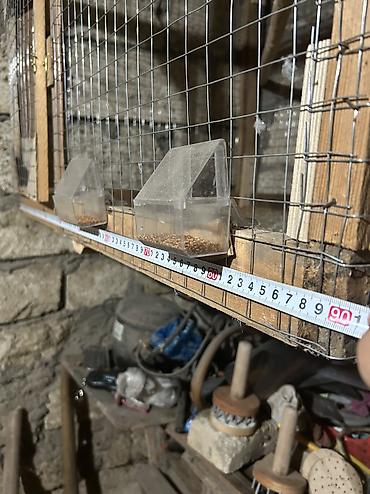 korella quşu acıq sarı 45 azn: Salam gördüyünüz bu quş yuvası satılır uzunluğu 90 sm hündürlüyü 80 — 5