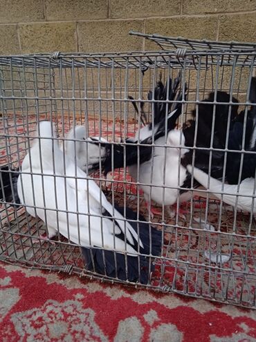 Птицы: Продаю, Чернохвостых Павлинов,проглистованы и.т.д.(пол) голубей не — 13