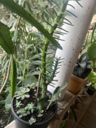 Otaq bitkiləri: Her biri ucuz kimete Gencededi catirma var size yaxin yere ancag — 39