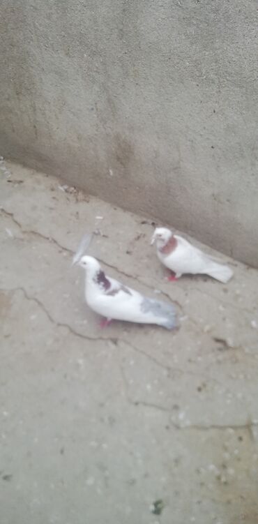 dekorativ goyərcin: Məhsul: Göyərçinlər (cüt) Təsvir: - Ağ əsas rəngdə, boyun və kürək