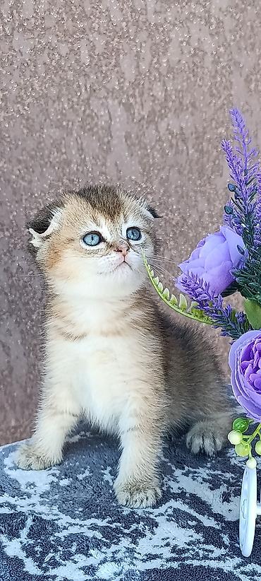 кошка скоттиш фолд цена: Скотиш Фолд (Шотландская вислоухая), 1 месяц, Девочка, Золотая шиншилла, Приучена к лотку, Проглистована — 5