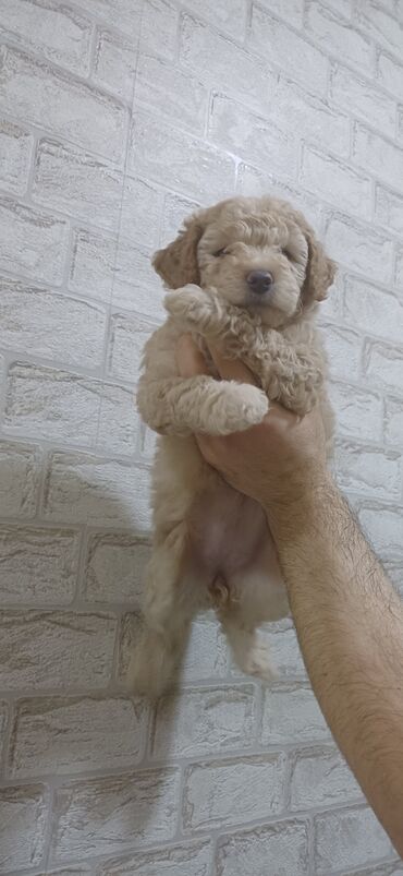 İtlər: Pudel, 2 ay, Dişi, Peyvəndli, Ödənişli çatdırılma — 1