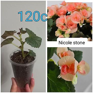 Бегонии: Бегонии и абутилон — укоренённые саженцы в стаканчиках/горшочках. 1) — 1