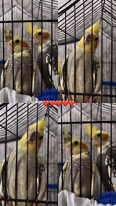 корелла: Nymph (Cockatiel) papuqayları – boz-sarı rəng çaları, yanaqlarda — 1