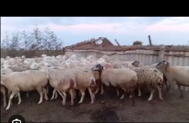sudluk inekler satışı: 4 iyul 450 baş Bogaz Şişəklər Satilir real alici elaqe Saxlasin