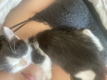 ххх с собаками: Котёнок, чёрно-белый, домашний компаньон - Окрас: чёрно-белый (маска — 2