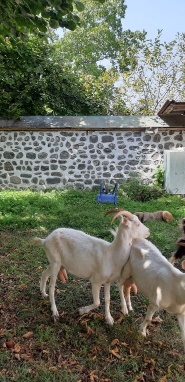 Keçi, çəpiş: Dişi, Zanen, il: 1, 40 kq, Ətlik, Damazlıq, Südlük, Ünvandan götürmə — 6