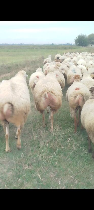 Qoyunlar, qoçlar: Dişi, il: 1, 50 kq, Damazlıq, Ünvandan götürmə — 7