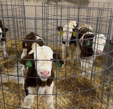 Dana, buzov: Dana, buzov, Dişi, Simental, ay: 1, Damazlıq, Ətlik, Rayonlara çatdırılma, Pulsuz çatdırılma, Ödənişli çatdırılma — 5