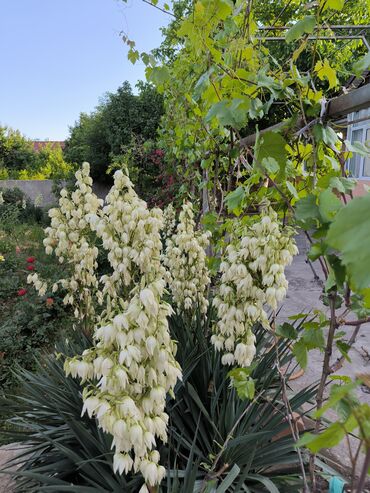 Продажа домов: Дом, 1441 м², 8 комнат — 33