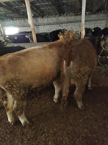 Коровы, быки: Продаю | Бык (самец) | Полукровка | На откорм — 4