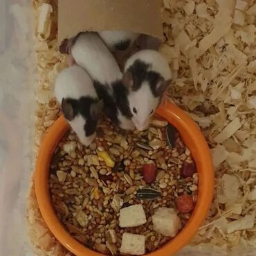 Хомяки: Продаются хомячки джунгарские, сирийские, ангорские пушистые хомячки — 8